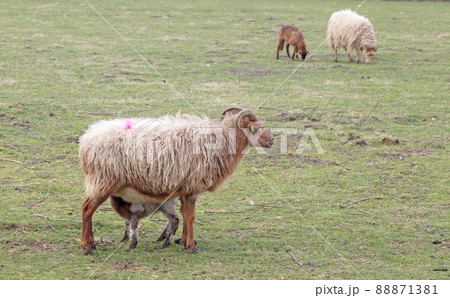 Little lamb drinking 88871381