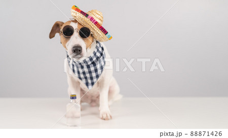 Jack Russell Terrier dog dressed as a Mexican. Jack Russell Terrier dog dressed as a Mexican. 88871426