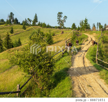 Picturesque summer Carpathian mountain countryside, Ukraine. 88871651