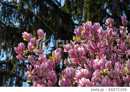decorative tree of magnolia in blossom. romantic pink flower in spring. botanical background of a garden 88872109