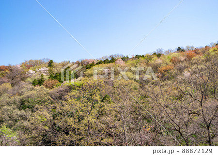 春の自然 若葉や花が一斉に萌える山と青い空　b-1 88872129