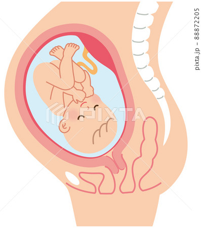 妊娠中の母体の仕組み　赤ちゃん　出産 88872205