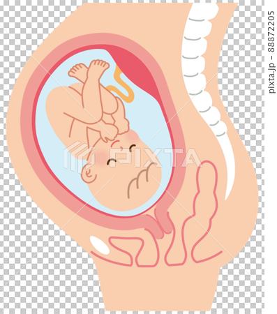 妊娠中の母体の仕組み　赤ちゃん　出産 88872205