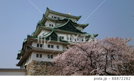 名古屋城天守閣と桜 88872262