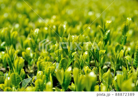 一番茶の茶畑 一番茶の茶畑 88872389