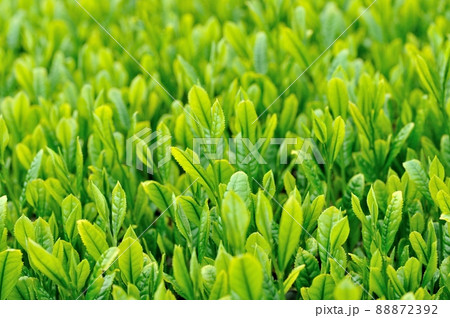 一番茶の茶畑 一番茶の茶畑 88872392