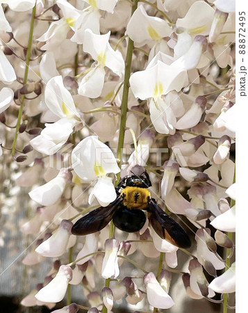 蜜を吸うクマバチ 88872495