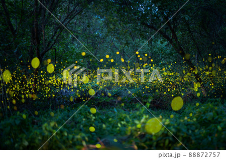 Firefly, lightning bugs flying at night in the forest Firefly, lightning bugs flying at night in the forest 88872757