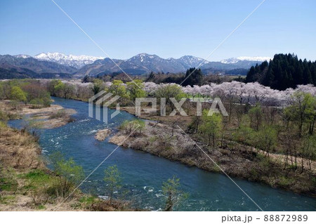 新潟県の桜・胎内市夏井の千本桜 新潟県の桜・胎内市夏井の千本桜 88872989