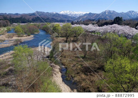 新潟県の桜・胎内市夏井の千本桜 88872995