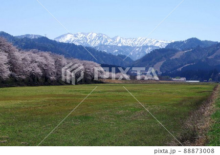 新潟県の桜・胎内市夏井の千本桜 新潟県の桜・胎内市夏井の千本桜 88873008