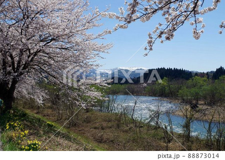 新潟県の桜・胎内市夏井の千本桜 88873014