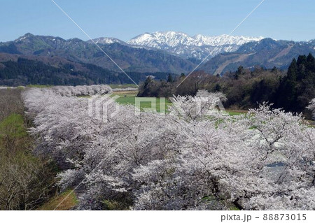 新潟県の桜・胎内市夏井の千本桜 新潟県の桜・胎内市夏井の千本桜 88873015