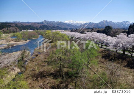 新潟県の桜・胎内市夏井の千本桜 新潟県の桜・胎内市夏井の千本桜 88873016