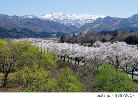 新潟県の桜・胎内市夏井の千本桜 新潟県の桜・胎内市夏井の千本桜 88873017