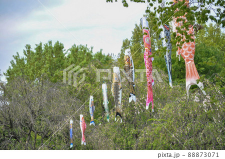 世田谷区宇奈根にある次太夫堀公園民家園の鯉のぼりと、武者絵のぼり 88873071