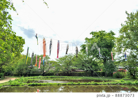世田谷区宇奈根にある次太夫堀公園民家園の鯉のぼりと、武者絵のぼり 世田谷区宇奈根にある次太夫堀公園民家園の鯉のぼりと、武者絵のぼり 88873073
