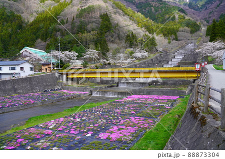 奥飛騨温泉郷の栃尾温泉の洞谷の桜と芝桜 奥飛騨温泉郷の栃尾温泉の洞谷の桜と芝桜 88873304