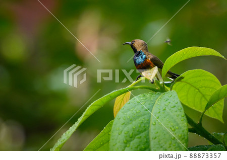 Olive backed sunbird 88873357