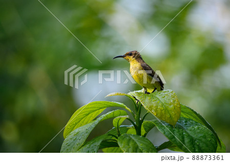 Olive backed sunbird 88873361