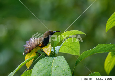 Olive backed sunbird 88873366