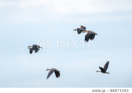 Lesser Whistling Duck bird 88873383