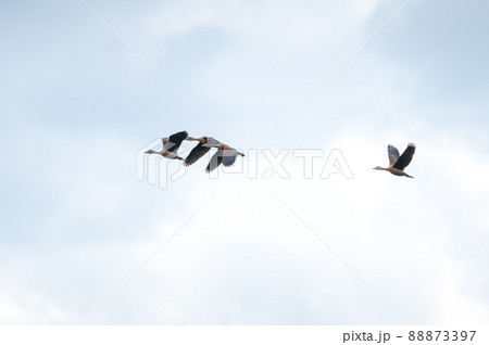 Lesser Whistling Duck bird Lesser Whistling Duck bird 88873397