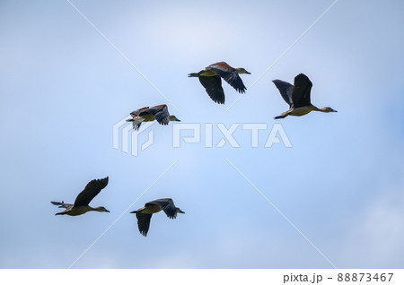 Lesser Whistling Duck bird Lesser Whistling Duck bird 88873467