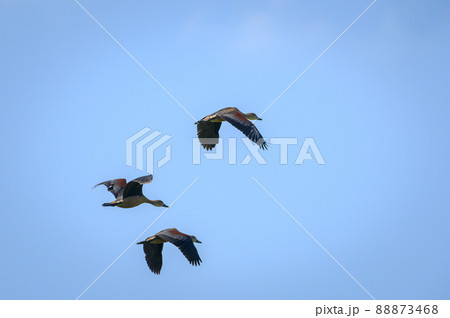 Lesser Whistling Duck bird Lesser Whistling Duck bird 88873468