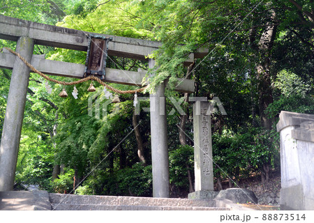 穴織宮 伊居太神社石鳥居-2 穴織宮 伊居太神社石鳥居-2 88873514