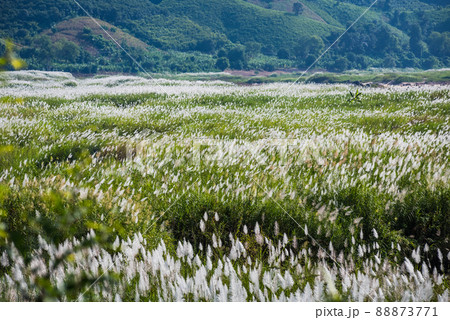 Mekong river crisis 88873771