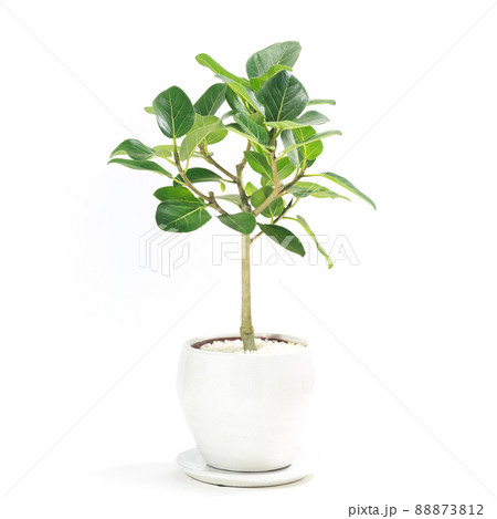 観葉植物、望みを叶える木と言われるフィカス・ベンガレンシスの鉢植え【白背景】 88873812