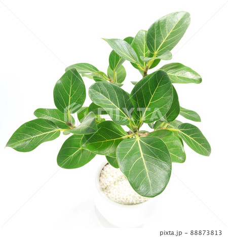 観葉植物、望みを叶える木と言われるフィカス・ベンガレンシスの葉【白背景】 観葉植物、望みを叶える木と言われるフィカス・ベンガレンシスの葉【白背景】 88873813