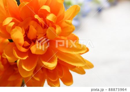 菊 菊 88873964