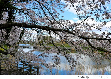 川沿いにきれいに咲く桜　穏やかな春の日　風景 88874095