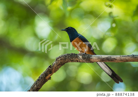 White-rumped Shama bird White-rumped Shama bird 88874138