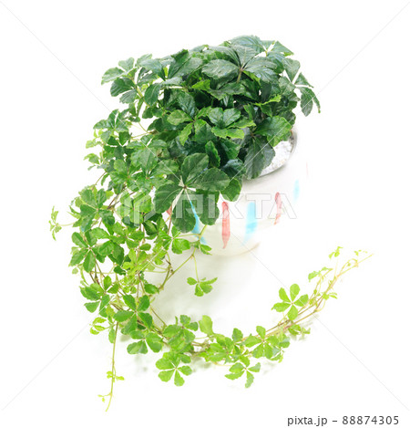 観葉植物、シュガーバインの葉【白背景】 観葉植物、シュガーバインの葉【白背景】 88874305