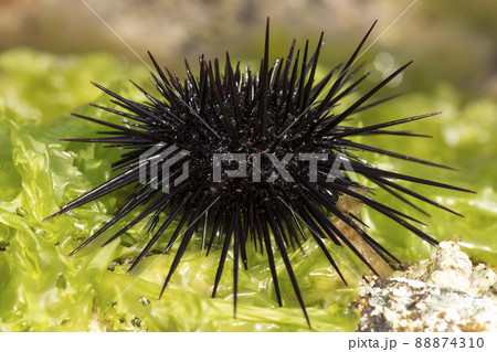 ムラサキウニ 88874310