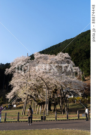 根尾谷淡墨桜 岐阜県 根尾谷淡墨桜 岐阜県 88874448