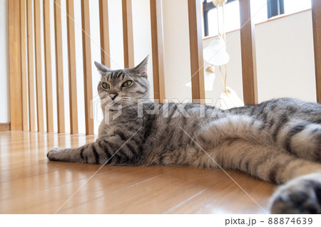 くつろぐ猫　サバトラ猫 88874639