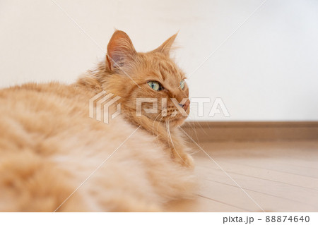 くつろぐ猫 茶トラ猫 くつろぐ猫 茶トラ猫 88874640