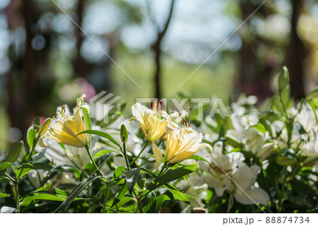 Yellow White Lilly flower Yellow White Lilly flower 88874734