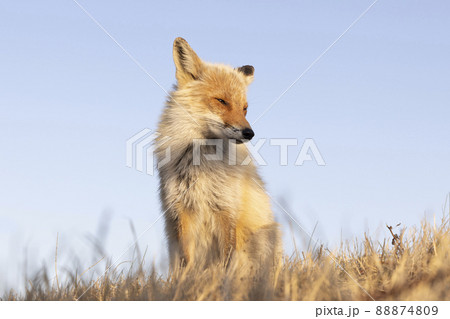 キタキツネ 北海道 夕方 夕日 野生 キタキツネ 北海道 夕方 夕日 野生 88874809
