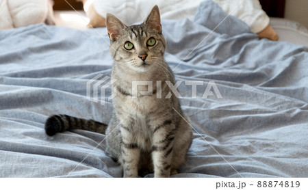 見つめる猫　サバトラ猫 88874819