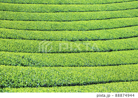 福岡県を代表するお茶の産地 美しい八女中央大茶園 福岡県を代表するお茶の産地 美しい八女中央大茶園 88874944