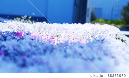 キャンディストライプ 芝桜 花畑 キャンディストライプ 芝桜 花畑 88875070