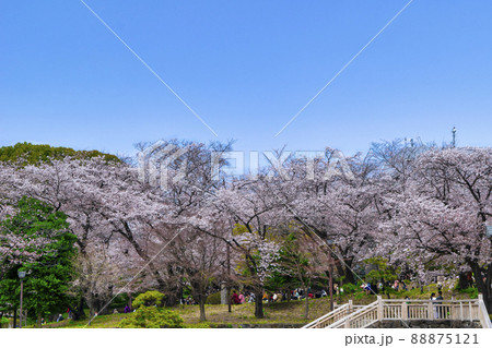 東京都　飛鳥山公園　満開の桜 88875121