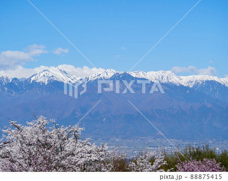 4月(春) 長峰山山頂から見る雪の北アルプスと桜 長野県安曇野市 4月(春) 長峰山山頂から見る雪の北アルプスと桜 長野県安曇野市 88875415