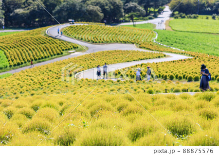 ひたち海浜公園の見晴らしの丘のまだ青いコキアの風景 ひたち海浜公園の見晴らしの丘のまだ青いコキアの風景 88875576