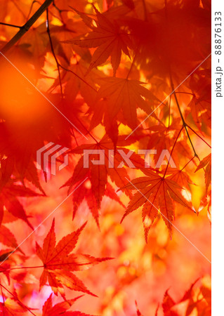 紅葉・秋イメージ 88876133